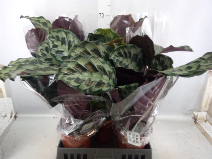 <h4>Calathea   ...</h4>