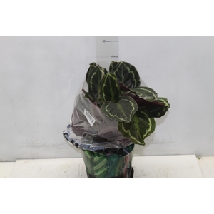 CALATHEA MEDALLION P17