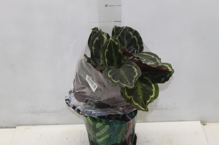 <h4>CALATHEA MEDALLION P17</h4>