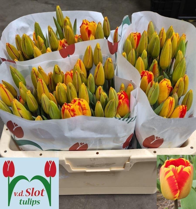 <h4>TU EN BANJA LUKA</h4>