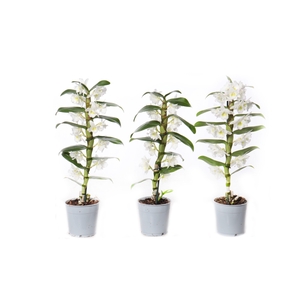 Dendrobium Nobilé, Basic Apollon 1-tak