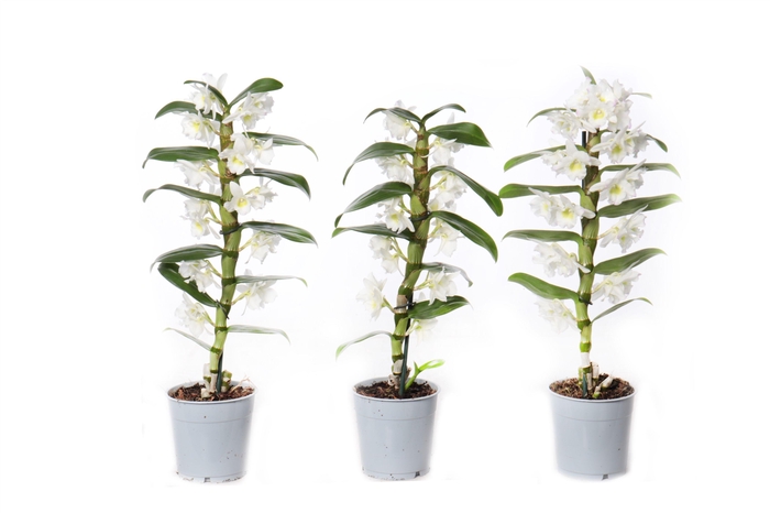 <h4>Dendrobium Nobilé, Basic Apollon 1-tak</h4>