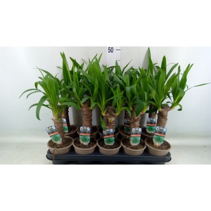 Yucca