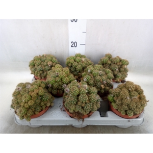 Cactus   ...flowering
