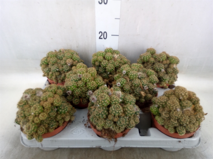 <h4>Cactus   ...flowering</h4>