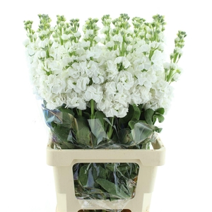 Matth Incana Iron White Extra