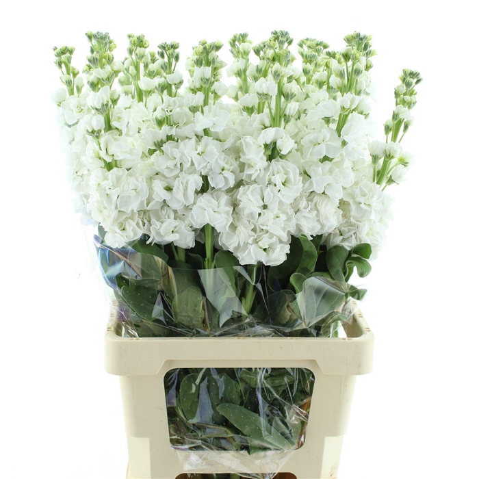 Matth Incana Iron White Extra