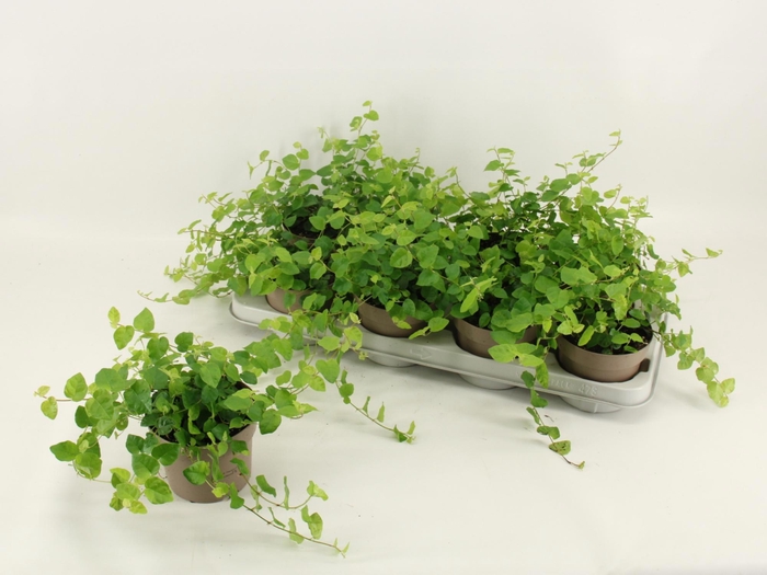 <h4>FIC PU WHITE SUNNY</h4>