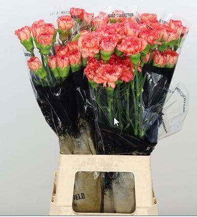 <h4>DI ST IVONNE ORANGE</h4>