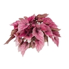 BEGONIA BELEAF INDIAN SUMMER P15 PO