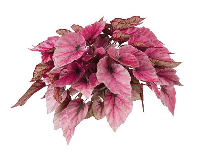 <h4>BEGONIA BELEAF INDIAN SUMMER P15 PO</h4>