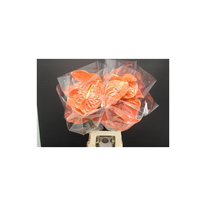 <h4>Anthurium Sparkle</h4>