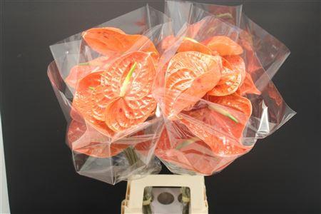 Anthurium Sparkle