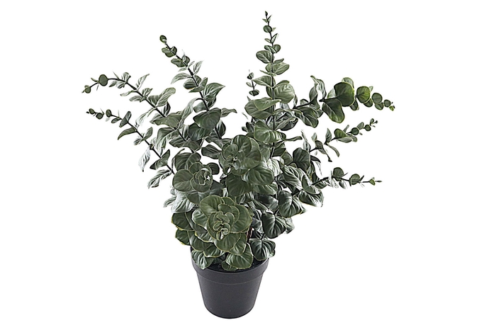 <h4>Eucalyptus Plant In Pot PP550027GRN</h4>