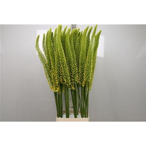Eremurus Yellow Cleo