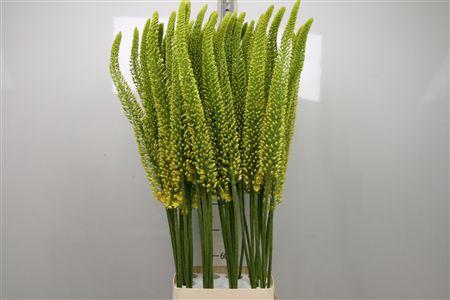 <h4>Eremurus Yellow Cleo</h4>