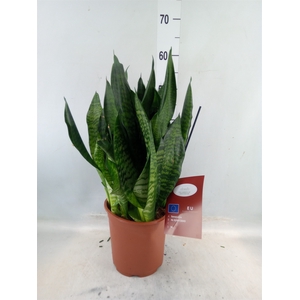 Sansevieria trifa. 'Black Coral'