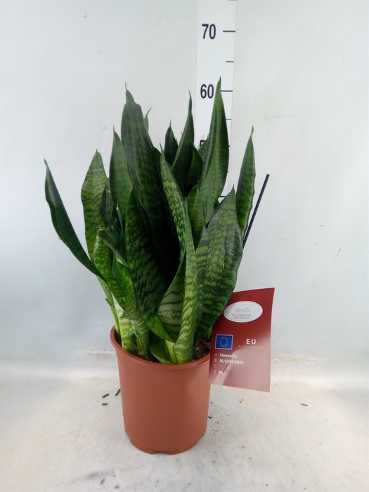 <h4>Sansevieria trifa. 'Black Coral'</h4>