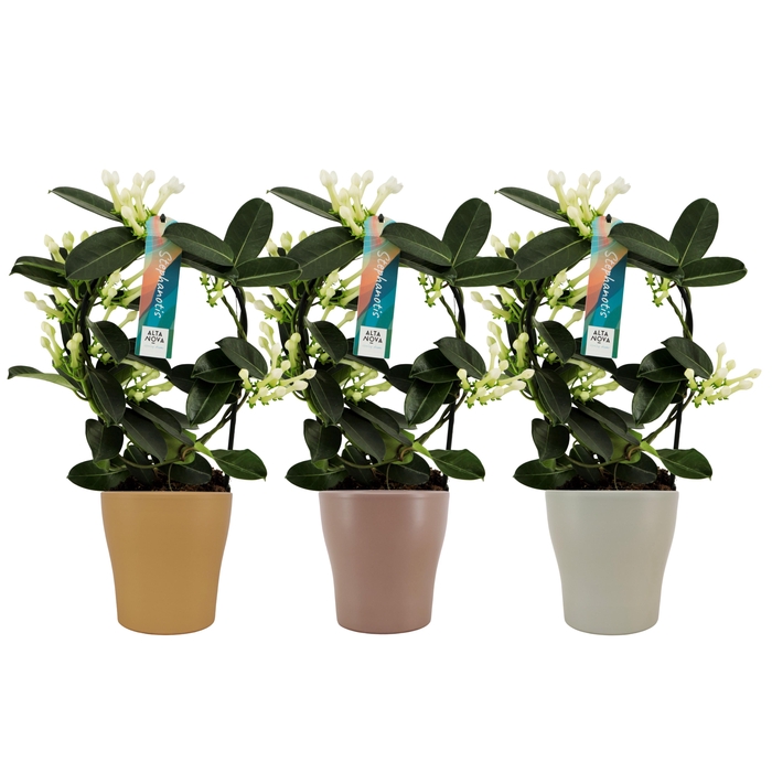 <h4>Stephanotis 7-8 tros boog keramiek najaar mix p13</h4>