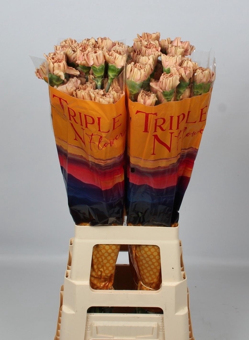 <h4>Di St Saona+</h4>