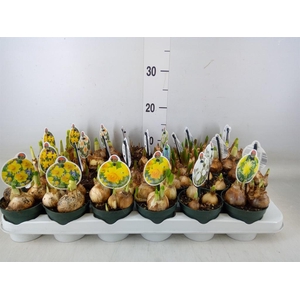 Flowerbulbs, corns or tubers   ...