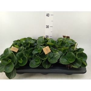 Peperomia obt. 'Red Canyon'