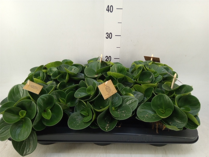 <h4>Peperomia obt. 'Red Canyon'</h4>