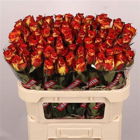 <h4>Rosa grootbloemig High & Magic</h4>