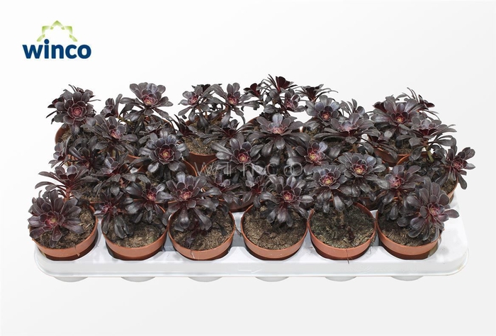 <h4>Aeonium Schwartzkopf Bonsai</h4>