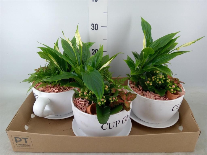 <h4>Arr.    Planten  H%</h4>