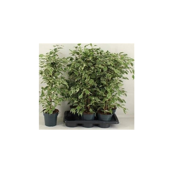 <h4>Fic Be Twilight 17cm Pot</h4>