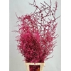 Asparagus Wild Painted Luxury Cherry@Gold