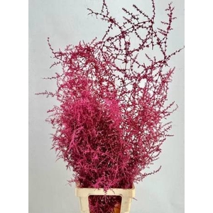 Asparagus Wild Painted Luxury Cherry@Gold