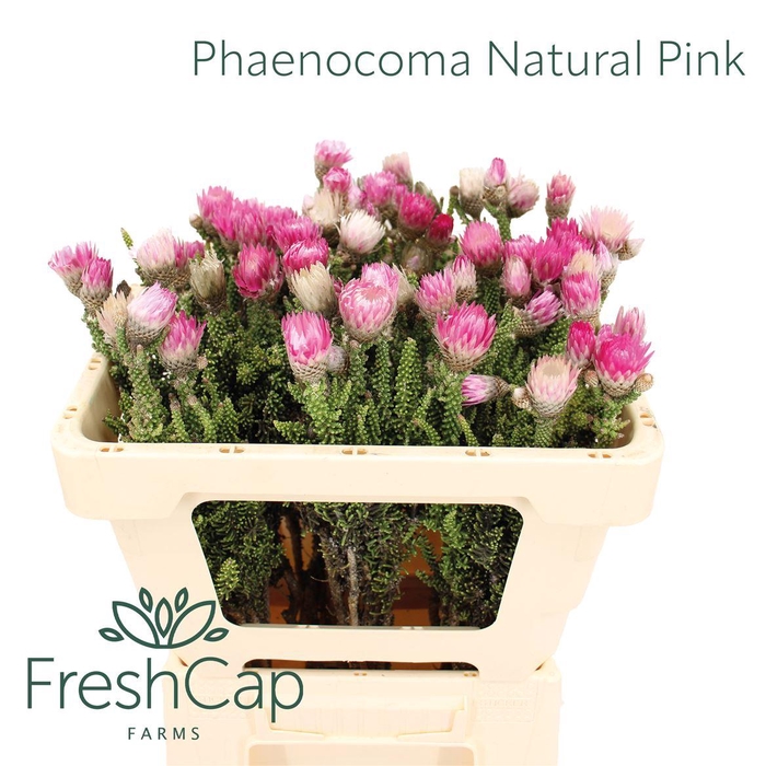 <h4>Phaenocoma Natural Pink</h4>