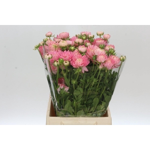 Ranunculus Moderna Venus