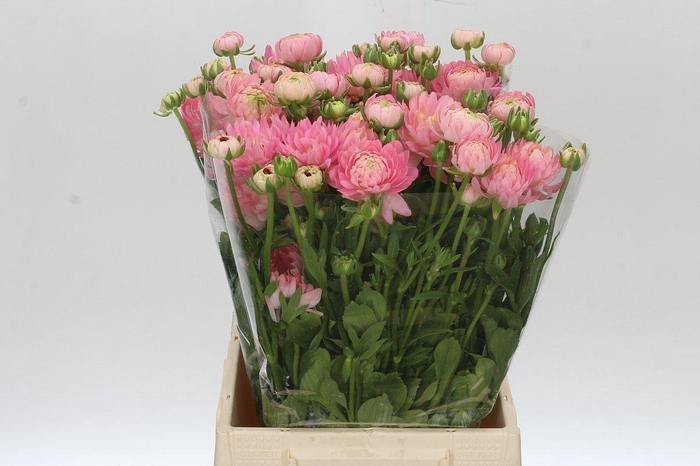 <h4>Ranunculus Moderna Venus</h4>