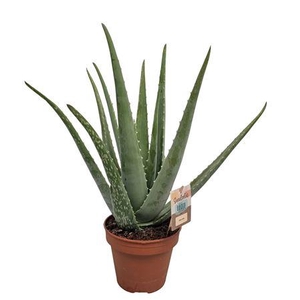 Aloe Vera - 1154