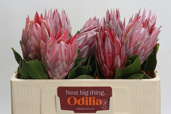 <h4>PROTEA CYNAROIDES</h4>