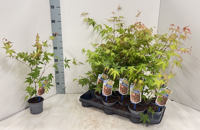 <h4>ACER PALMATUM</h4>