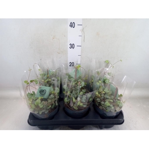 Ceropegia woodii ssp. woodii