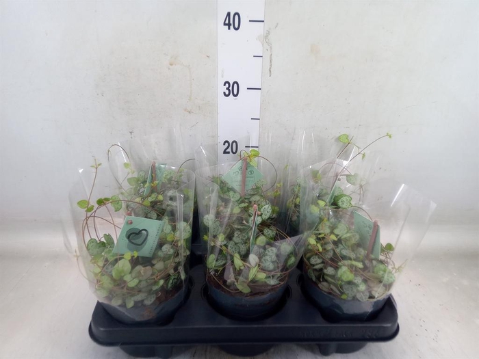 <h4>Ceropegia woodii ssp. woodii</h4>