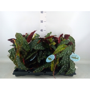 Begonia maculata