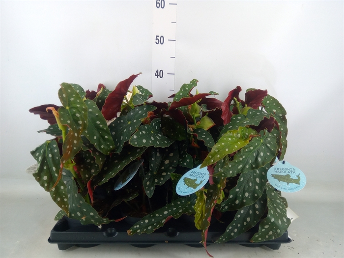 <h4>Begonia maculata</h4>