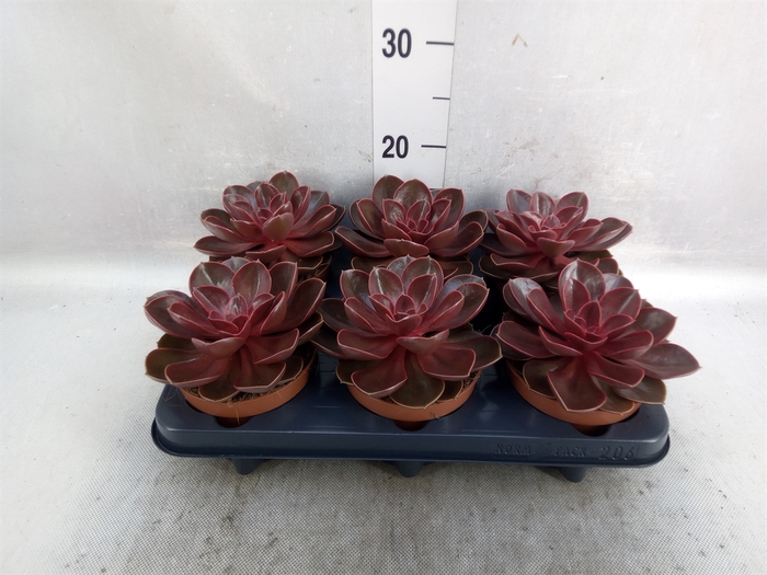 <h4>Echeveria   ...</h4>