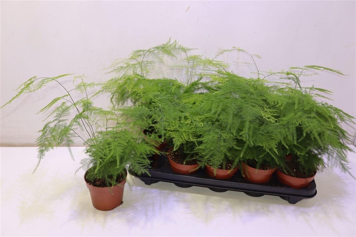 <h4>Aspar Setaceus</h4>