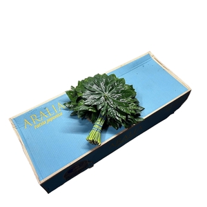 ARALIA 30 CM DON PEPE