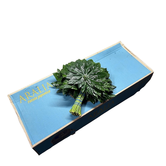 <h4>ARALIA 40 CM DON PEPE</h4>