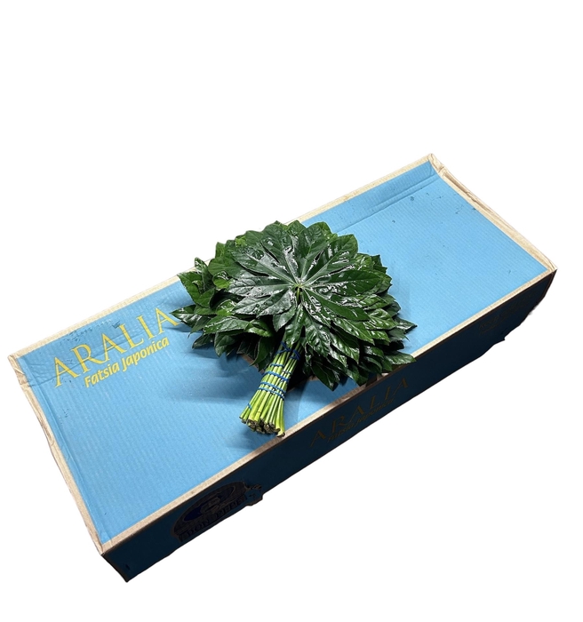 <h4>ARALIA 40 CM DON PEPE</h4>