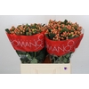 Hypericum Mellow Romance