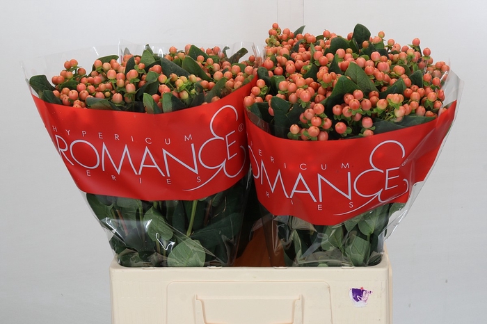 Hypericum Mellow Romance